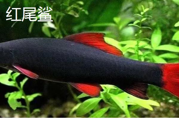 鲨鱼和鲸鱼有什么区别,所属科目、身体构造、呼吸方式等方面都不同