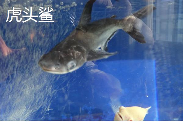 鲨鱼和鲸鱼有什么区别,所属科目、身体构造、呼吸方式等方面都不同