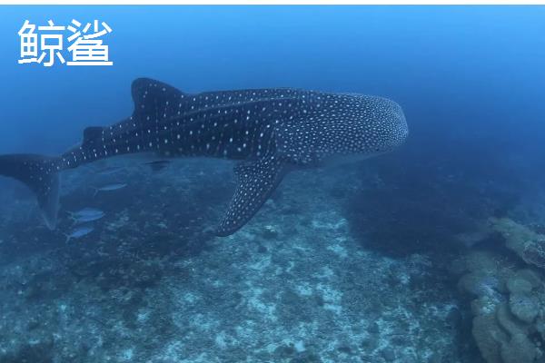 鲨鱼和鲸鱼有什么区别,所属科目、身体构造、呼吸方式等方面都不同