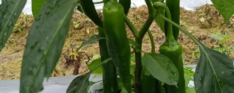 辣椒什么时候施肥，种下后经过7-10天就可以追施