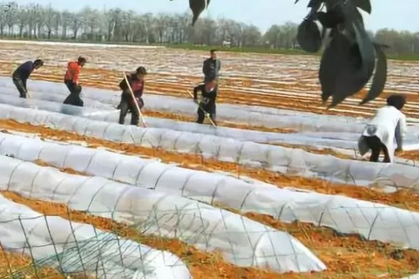 红菜苔种子发芽所需时间，播种后经过10天左右会发芽