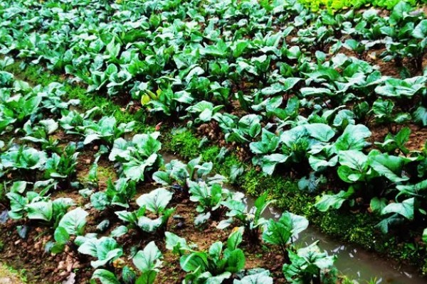 红菜苔种子发芽所需时间，播种后经过10天左右会发芽