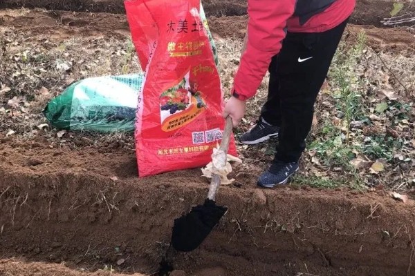 红菜苔种子发芽所需时间，播种后经过10天左右会发芽