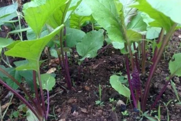 红菜苔种子发芽所需时间，播种后经过10天左右会发芽