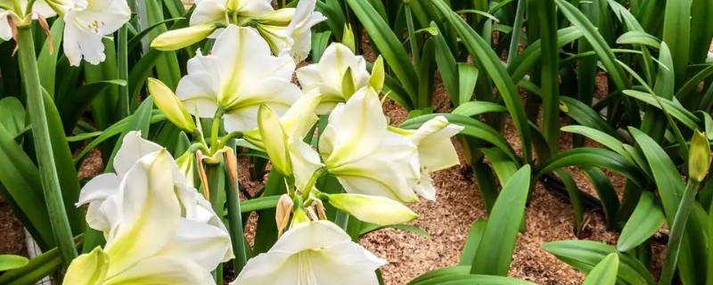 百合怎么种植,鳞茎发芽后再栽入土壤中