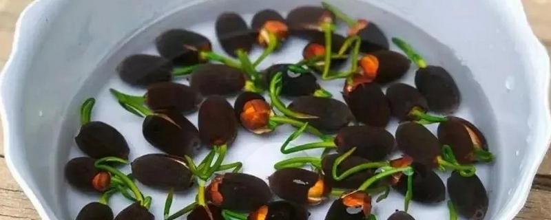 碗莲怎么水培,播种前要浸种催芽