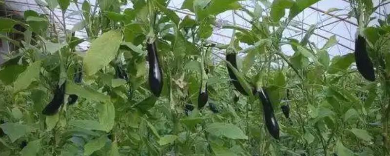 造成茄子畸形的原因，可能是高温下处理花朵所致