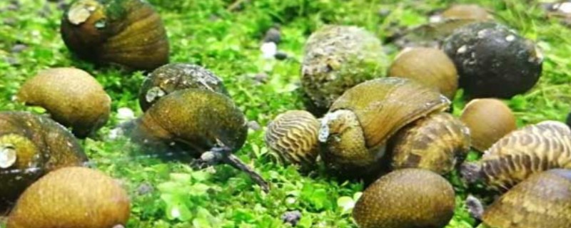 老婆脚蜗牛的饲养方法，可投喂螺旋藻片或青菜叶