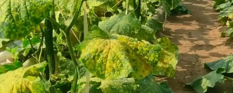 防治黄瓜霜霉病的方法,要避免田间出现积水