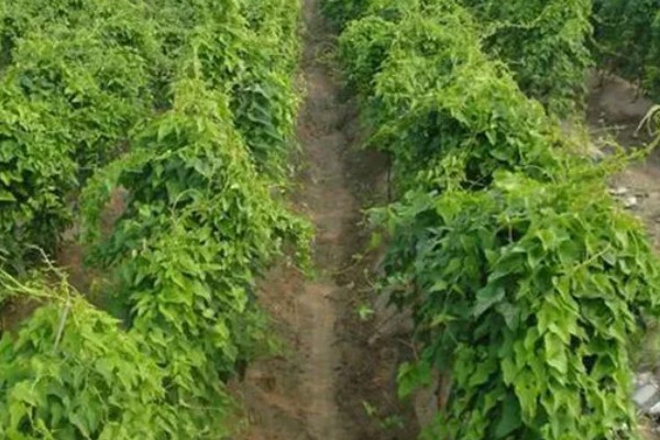 山药的主产地，在中国主产于湖南、江西、福建等省份