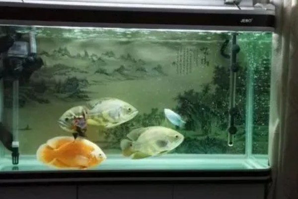 水族箱盖子需要敞开吗,一般不需要敞开