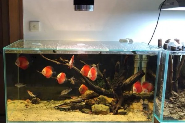 水族箱盖子需要敞开吗,一般不需要敞开