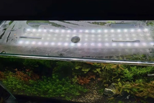 水族箱盖子需要敞开吗,一般不需要敞开