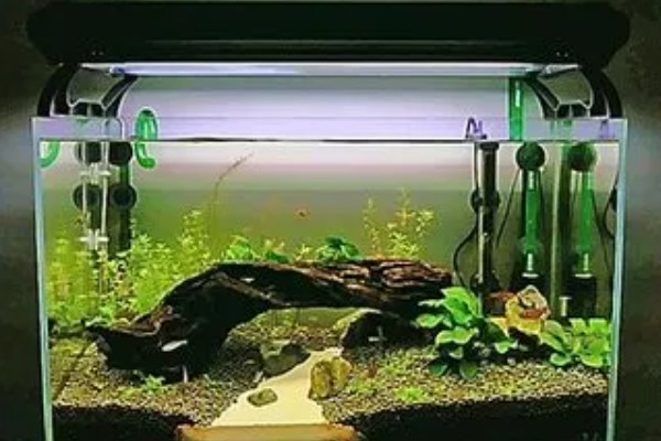 水族箱盖子需要敞开吗,一般不需要敞开