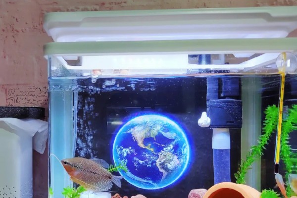 水族箱盖子需要敞开吗,一般不需要敞开