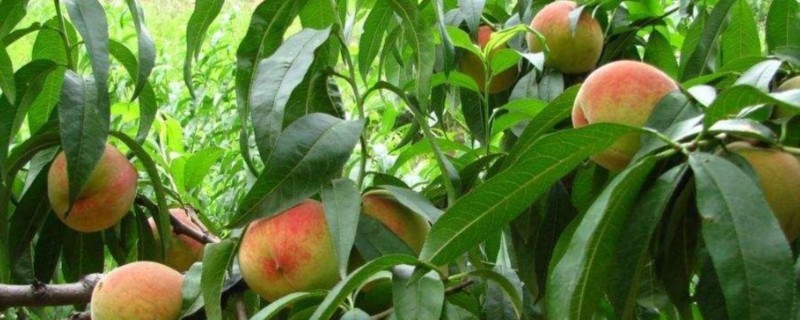 中蟠21和中蟠19的特点,前者呈橙黄色、后者主要呈红色