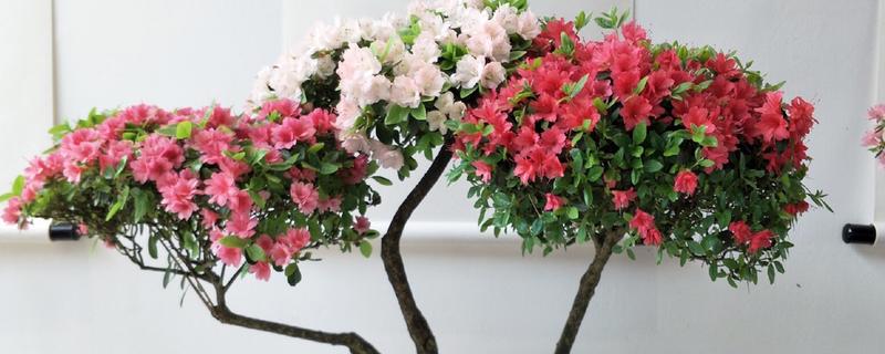 杜鹃花有没有毒,白色和黄色花朵的有毒