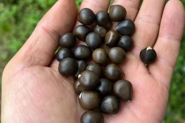 木瓜的播种方法，用清水浸种4-5天可提高发芽率