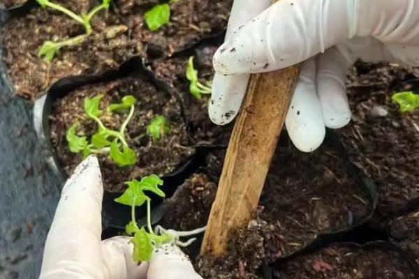 木瓜的播种方法，用清水浸种4-5天可提高发芽率