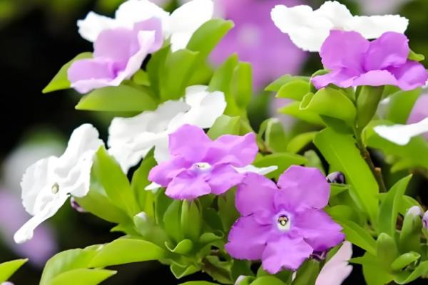 双色茉莉如何浇水,夏季的最好每天浇水1-2次