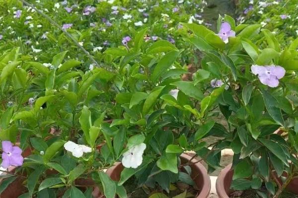 双色茉莉如何浇水,夏季的最好每天浇水1-2次
