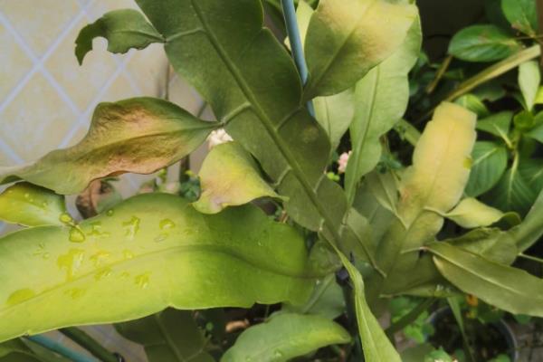 昙花叶子干瘪的原因，一般是缺光、缺水、低温等因素造成