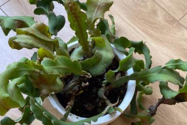 昙花叶子干瘪的原因，一般是缺光、缺水、低温等因素造成