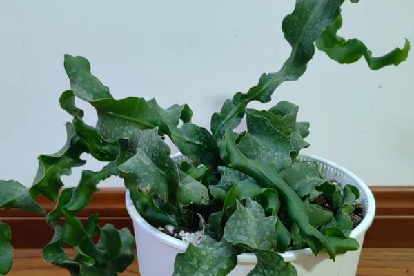 昙花叶子干瘪的原因，一般是缺光、缺水、低温等因素造成