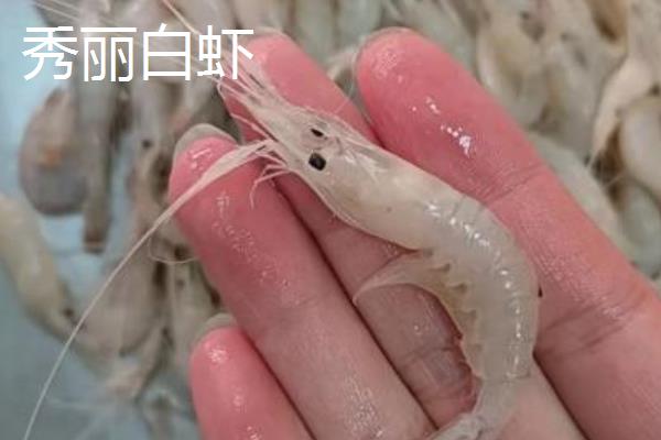 秀丽白虾和大眼贼的区别，大眼贼有个钳子大脚秀丽没有
