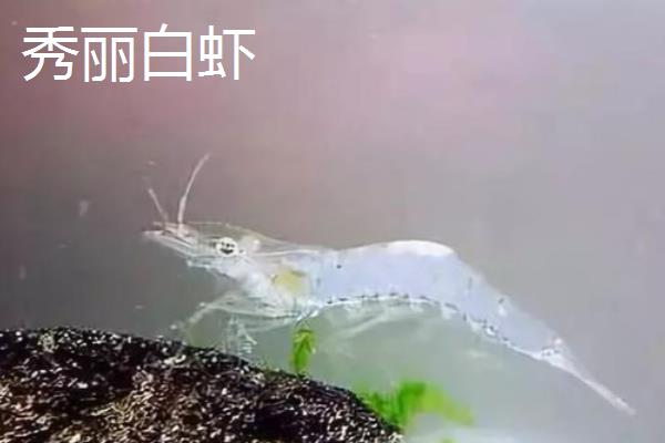 秀丽白虾和大眼贼的区别，大眼贼有个钳子大脚秀丽没有