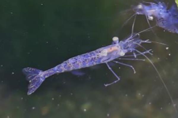 秀丽白虾和大眼贼的区别，大眼贼有个钳子大脚秀丽没有
