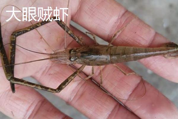 秀丽白虾和大眼贼的区别，大眼贼有个钳子大脚秀丽没有