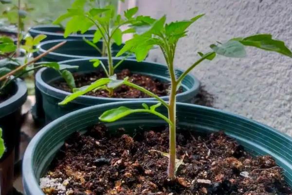 圣女果如何正确浇水，要遵循适度适量的原则
