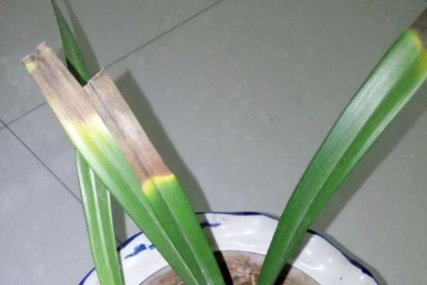 龙舌兰常见病虫害怎么防治,发生炭疽病可喷施甲基托布津等药物
