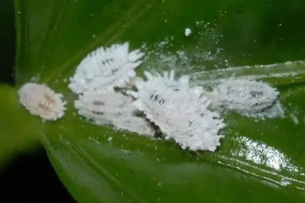 龙舌兰常见病虫害怎么防治,发生炭疽病可喷施甲基托布津等药物