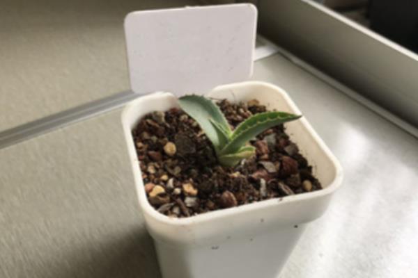 龙舌兰常见病虫害怎么防治,发生炭疽病可喷施甲基托布津等药物