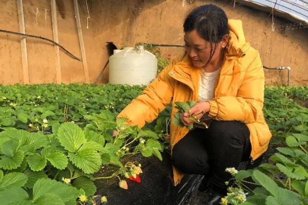 草莓蚜虫怎么防治，放置黄板可以诱杀