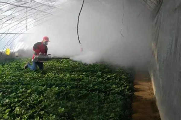 草莓蚜虫怎么防治，放置黄板可以诱杀