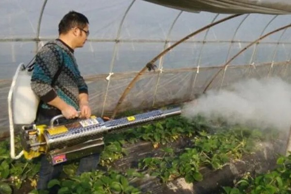 草莓蚜虫怎么防治，放置黄板可以诱杀