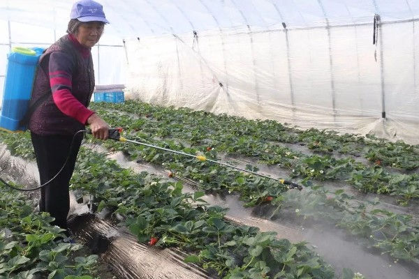 草莓蚜虫怎么防治，放置黄板可以诱杀