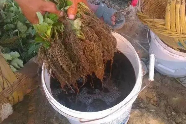 草莓蚜虫怎么防治，放置黄板可以诱杀