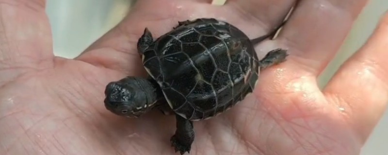 草龟如何喂食,幼年时期可以一天喂1次