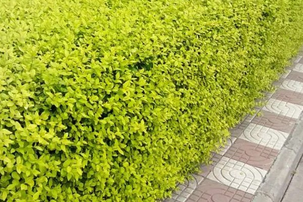 金叶女贞是否耐寒,是十分耐寒的