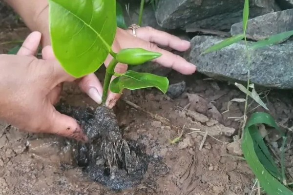 菠萝蜜树适合在哪种地方种植，选择阳光充沛且通风的环境