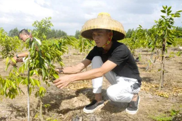 菠萝蜜树适合在哪种地方种植，选择阳光充沛且通风的环境