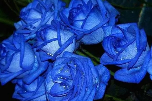 蓝色妖姬玫瑰的花语，寓意心灵交汇、纯洁的爱等