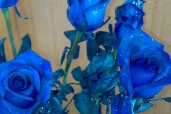 蓝色妖姬玫瑰的花语，寓意心灵交汇、纯洁的爱等