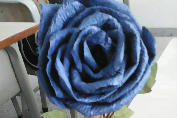 蓝色妖姬玫瑰的花语，寓意心灵交汇、纯洁的爱等