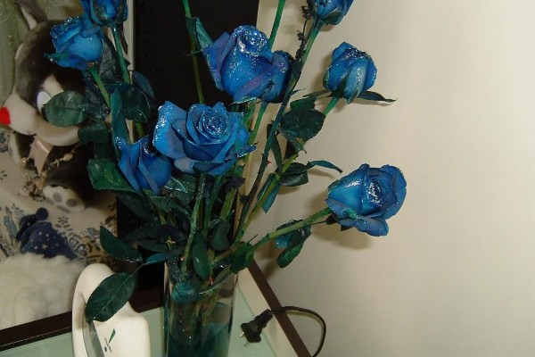 蓝色妖姬玫瑰的花语，寓意心灵交汇、纯洁的爱等