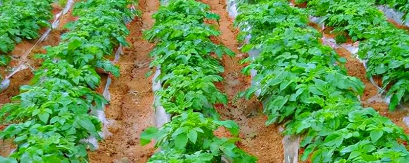 土豆苗长太高如何解决,每隔1周喷一次矮化剂